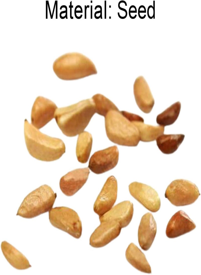 جي جوت 100 قطعة من بذور زهرة الورد الطبيعية سريعة النمو، مزيج من الألوان، سهلة النمو، بذور نباتات للزراعة في الحديقة أو الفناء أو الهواء الطلق - مزيج من الألوان - Image 5