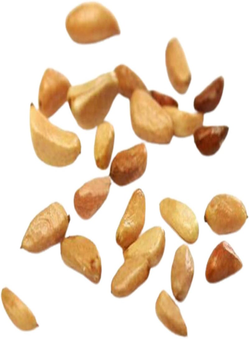 جي جوت 100 قطعة من بذور زهرة الورد الطبيعية سريعة النمو، مزيج من الألوان، سهلة النمو، بذور نباتات للزراعة في الحديقة أو الفناء أو الهواء الطلق - مزيج من الألوان - Image 3