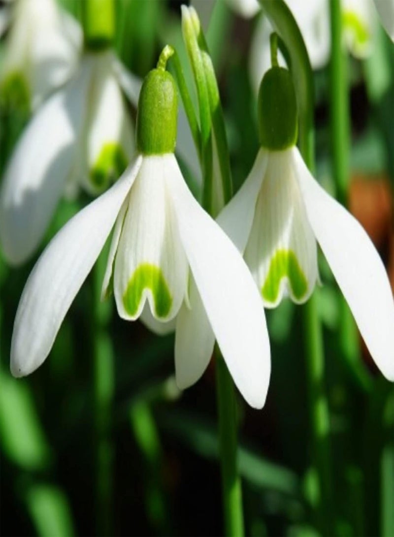 GGOOT Snowdrop Seeds 100/200Pcs Flower Seeds for Planting Perennial Flower Seeds High Survival Rate Wild Flower Seeds Yard Decor 200pcs - Image 5