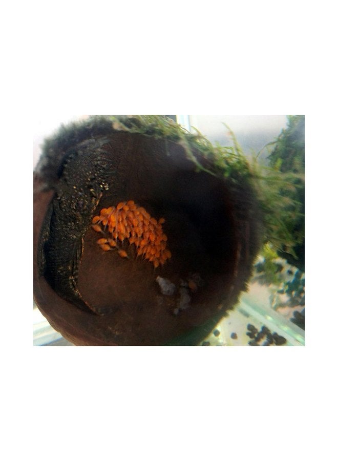 Generic Generic Coconut shelter for Aquarium Fish and Shrimp, ancistrus, pleco, a Ledge for Spider, Lizard, Snail, Frog, Turtle Platform, Habitat Made from Coconut Shell for Resting and Breeding, Brown - Image 5