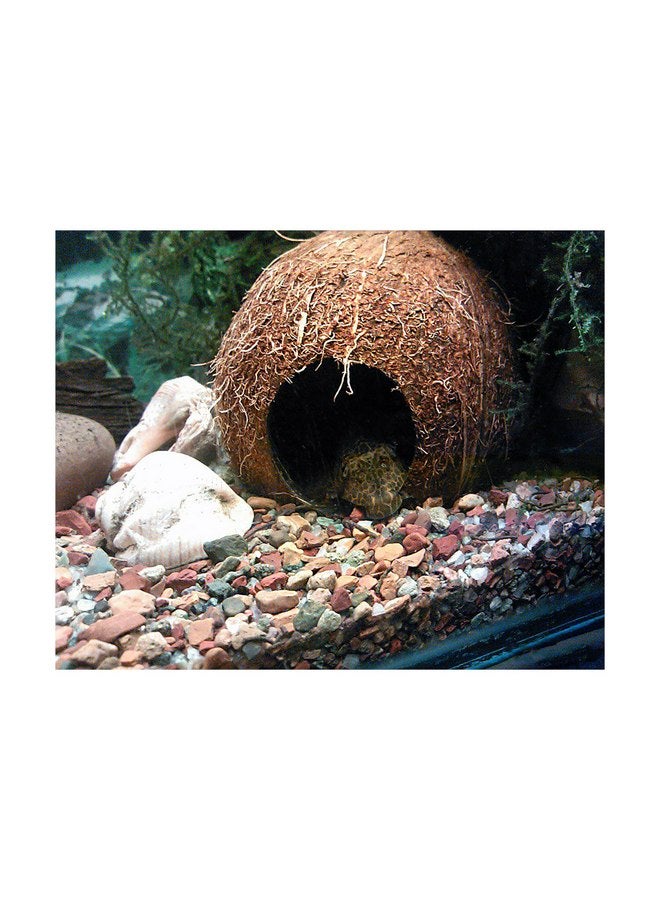 Generic Generic Coconut shelter for Aquarium Fish and Shrimp, ancistrus, pleco, a Ledge for Spider, Lizard, Snail, Frog, Turtle Platform, Habitat Made from Coconut Shell for Resting and Breeding, Brown - Image 4