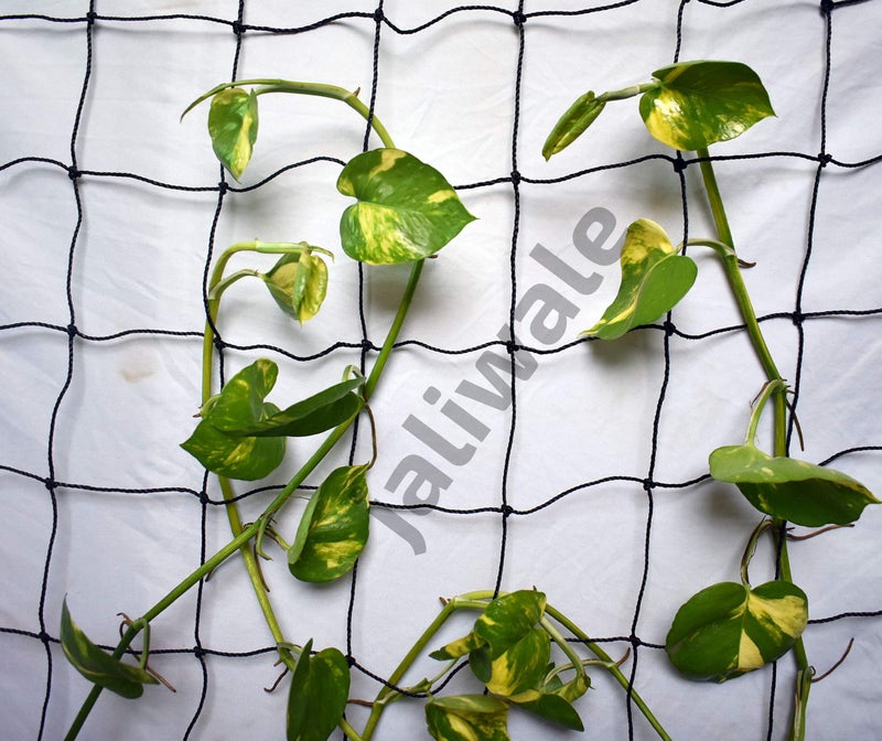WORLD NET ENTERPRISE Wne Jaliwale Plant Climbing Net & Creeper Support For Agriculture And Gardening Netting Black Colour 6Ft X 3 Ft - Image 1