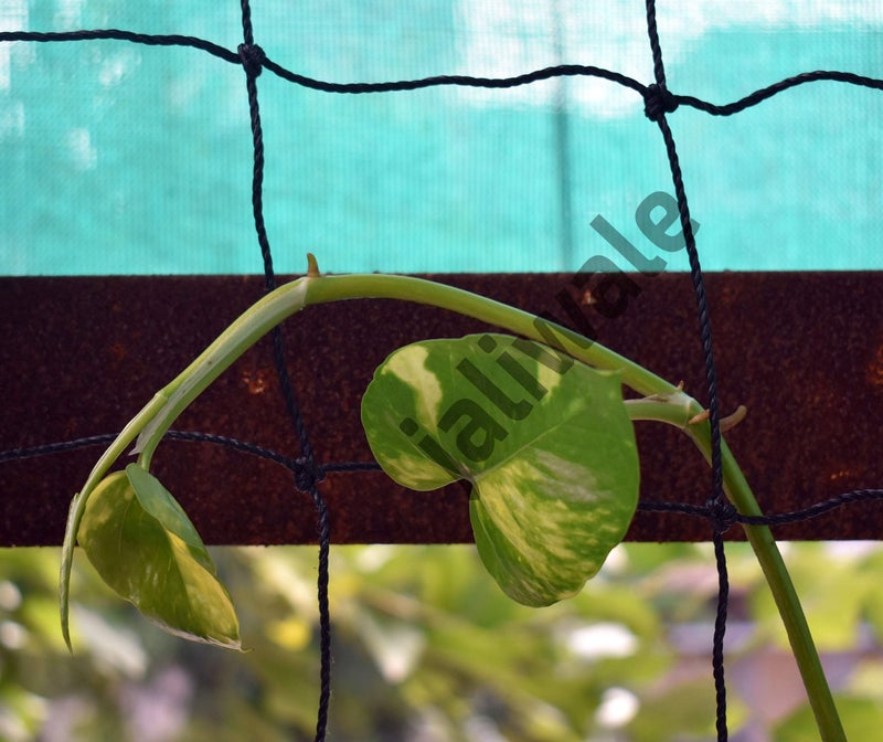 WORLD NET ENTERPRISE Wne Jaliwale Plant Climbing Net & Creeper Support For Agriculture And Gardening Netting Black Colour 6Ft X 3 Ft - Image 4