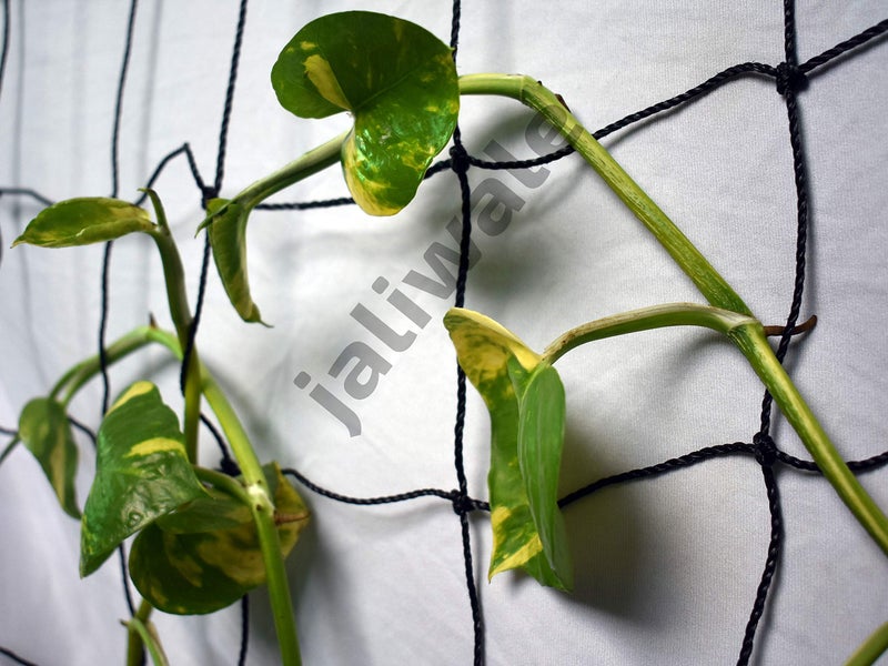 WORLD NET ENTERPRISE Wne Jaliwale Plant Climbing Net & Creeper Support For Agriculture And Gardening Netting Black Colour 6Ft X 3 Ft - Image 2