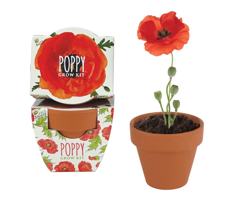 BUZZY Seeds 12-Pack Poppy Grow Kit â€“ Mini Terracotta Pots with Poppy Seeds and Growing Medium â€“ Bulk Gardening Gifts, Wedding Favors, Classroom Activities, and Party Favor Flower Kits - Image 2