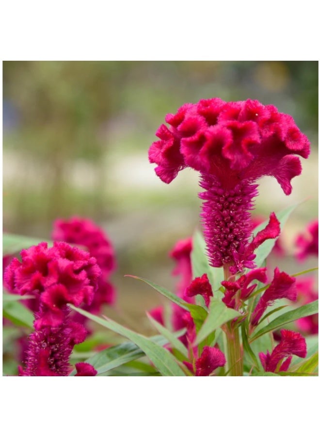1000 Seeds, Red Heads Cockscomb Seeds For Home Garden Flower Planting - Image 1