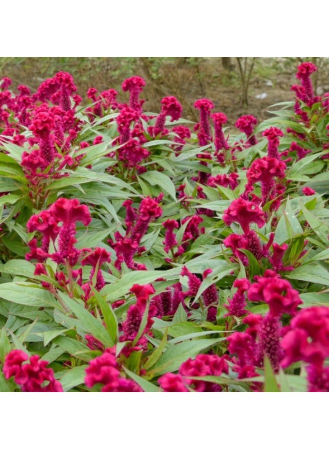 1000 Seeds, Red Heads Cockscomb Seeds For Home Garden Flower Planting - Image 2