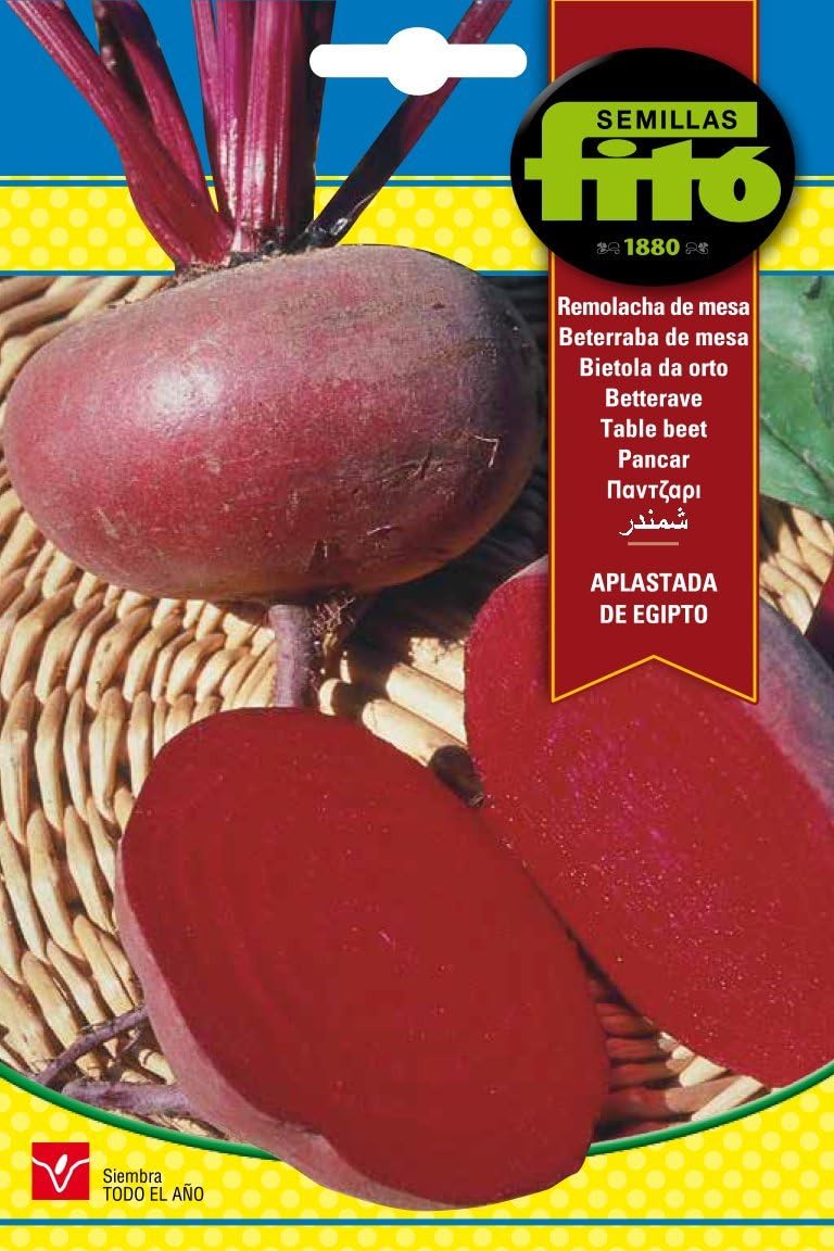 Fito Table Beet Seeds Egypt Flat for Planting, Premium Vegetable Seeds for Indoor & Outdoor Gardening, Fast Growing Beetroot Plant, High Yield Red Beets for Cooking Salads Juices & Home Garden - Image 1