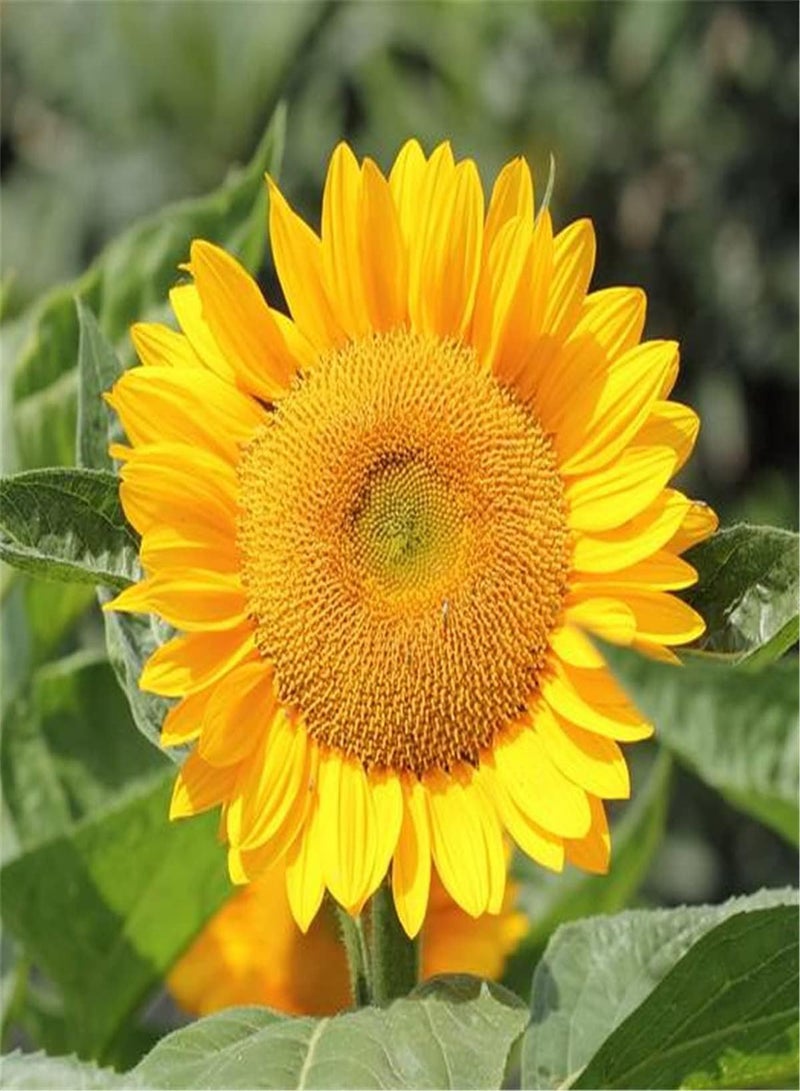 GGOOT Imported Sunflower Seeds Potted Garden Plants Flower Seeds UK Beautify The Environment Perennial Garden Absolutely Beautiful Flower Seed Aromatic Plants-100pcs - Image 1