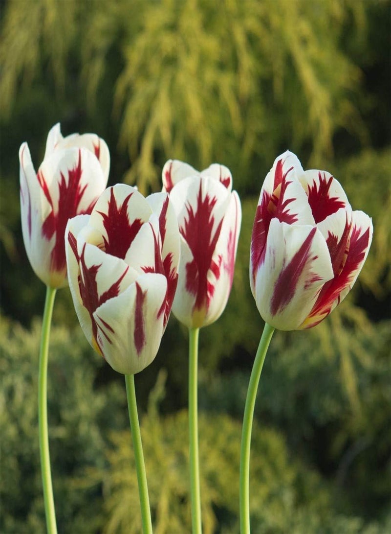 GGOOT 10pcs zweifarbige Tulpenzwiebeln Topfblumenzwiebeln wunderschöne Blumen die Nicht viel Pflege benötigen geeignet für den Innen und Außenbereich - Image 3