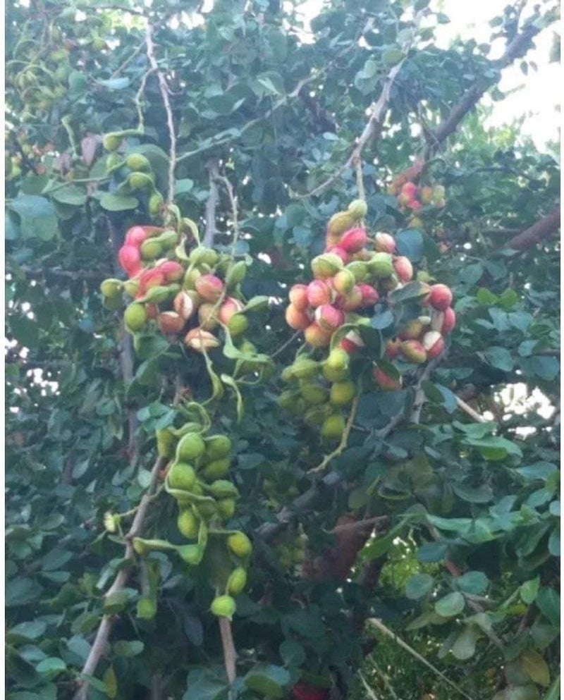 Germinazione dei Semi: Bianco Guamuchil 50 Semi Pithecellobium Dulce Albero Madras Thorn مانيلا تاماريند