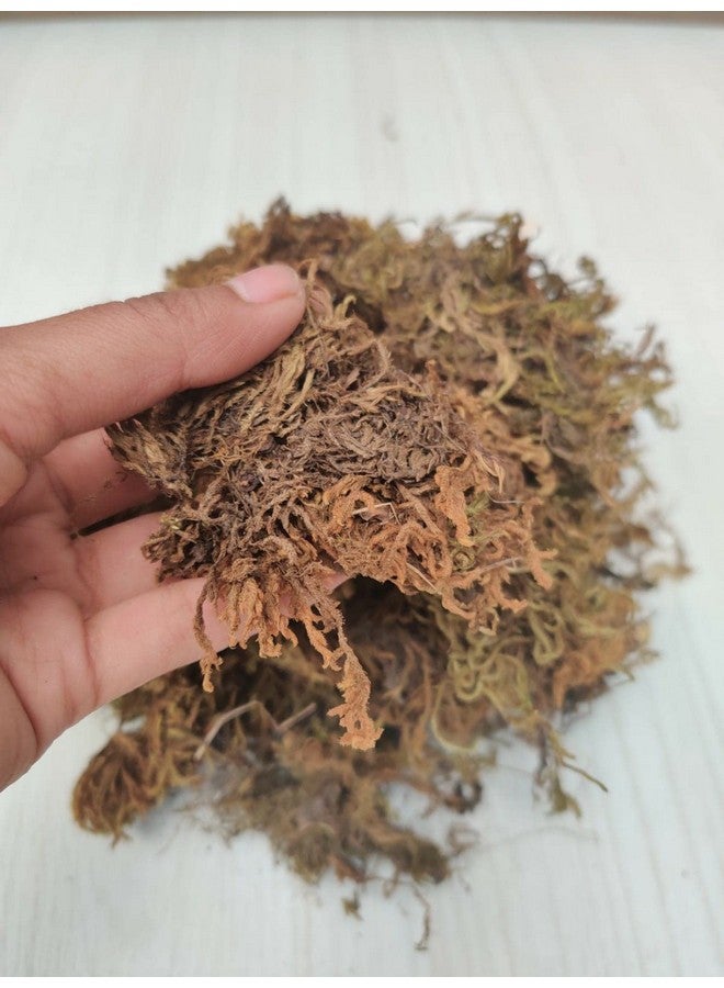 CAPPL Dry Sphagnum Moss 1 Kg : for Plants, Aquarium Garden, Stuffed Sticks Grass, Healthy Plant Growth and Moisture Retention Ideal for Plants & Aquariums(1 Kg) - Image 5