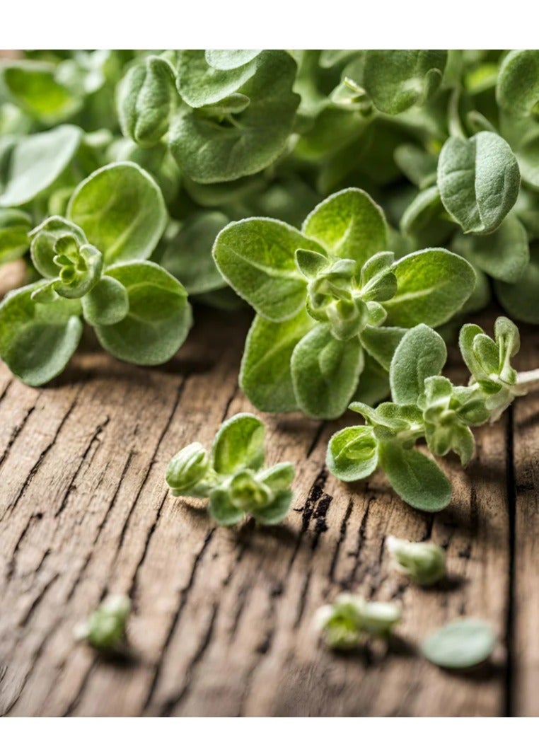 بذور بردقوش