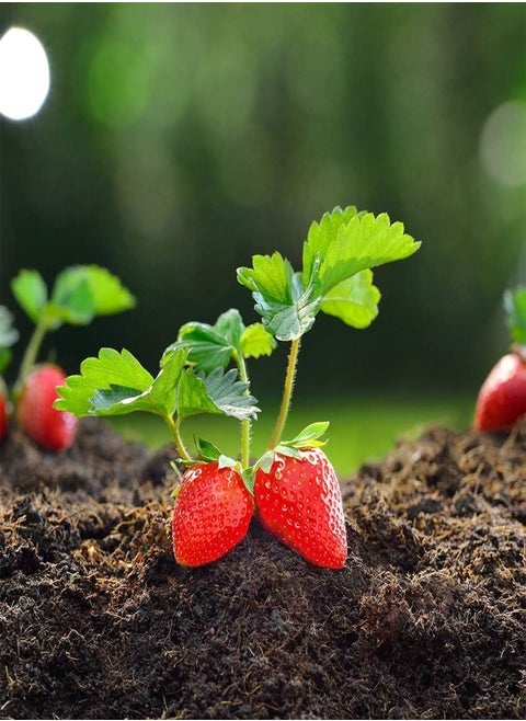 200pcs Red Strawberry Seeds Garden Balcony Plants Good decorative effect high economic value exotic juicy fruit easy management