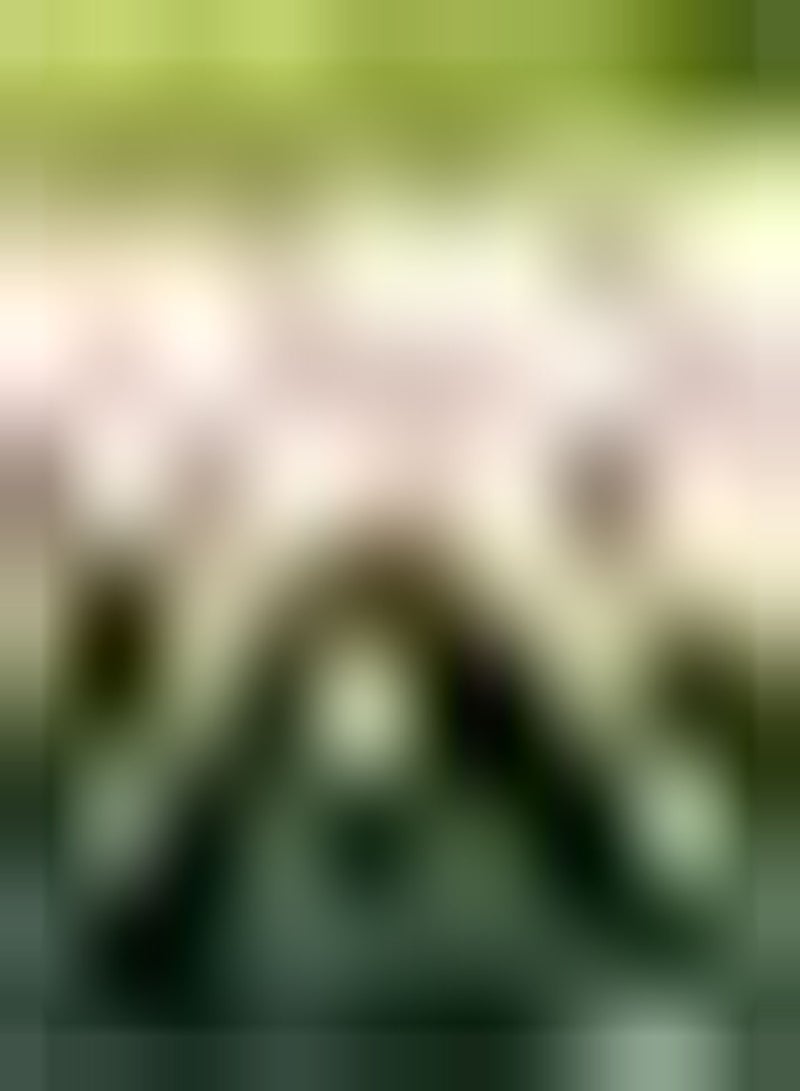 جي جوت 10 قطعة من Tulpenbollen Ingemaakte Heirloom Bloembollen Heldere Kleur Speciale Verscheidenheid Zeer Populair Niet Veel Zorg Nodig Brengen Vreugde للرجال - Image 2