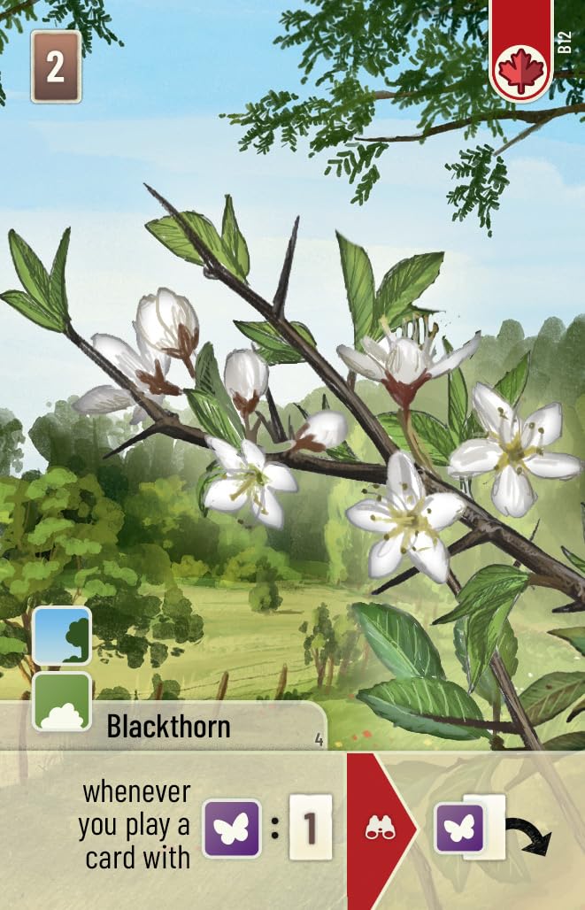 Lookout Forest Shuffle Woodland Edge Card Game Expansion - 36 New Species & Trees for Enhanced Gameplay! Strategy Game for Kids & Adults, Ages 10+, 2-5 Players, 60 Min Playtime, Made Games - Image 4