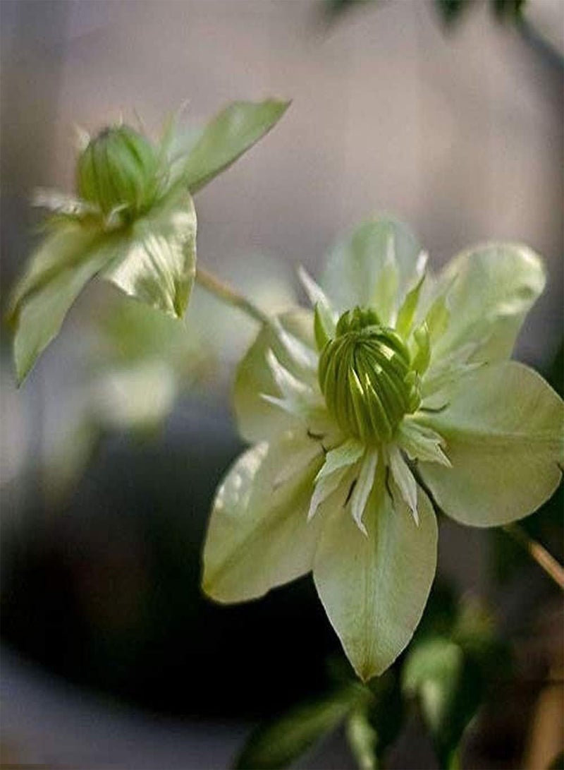 GGOOT 100pcs White Clematis Seeds Frame Unique Easy Care Do Not Need Too Much Care Planted At Home Have Fun Adding Their Own Style - Image 2