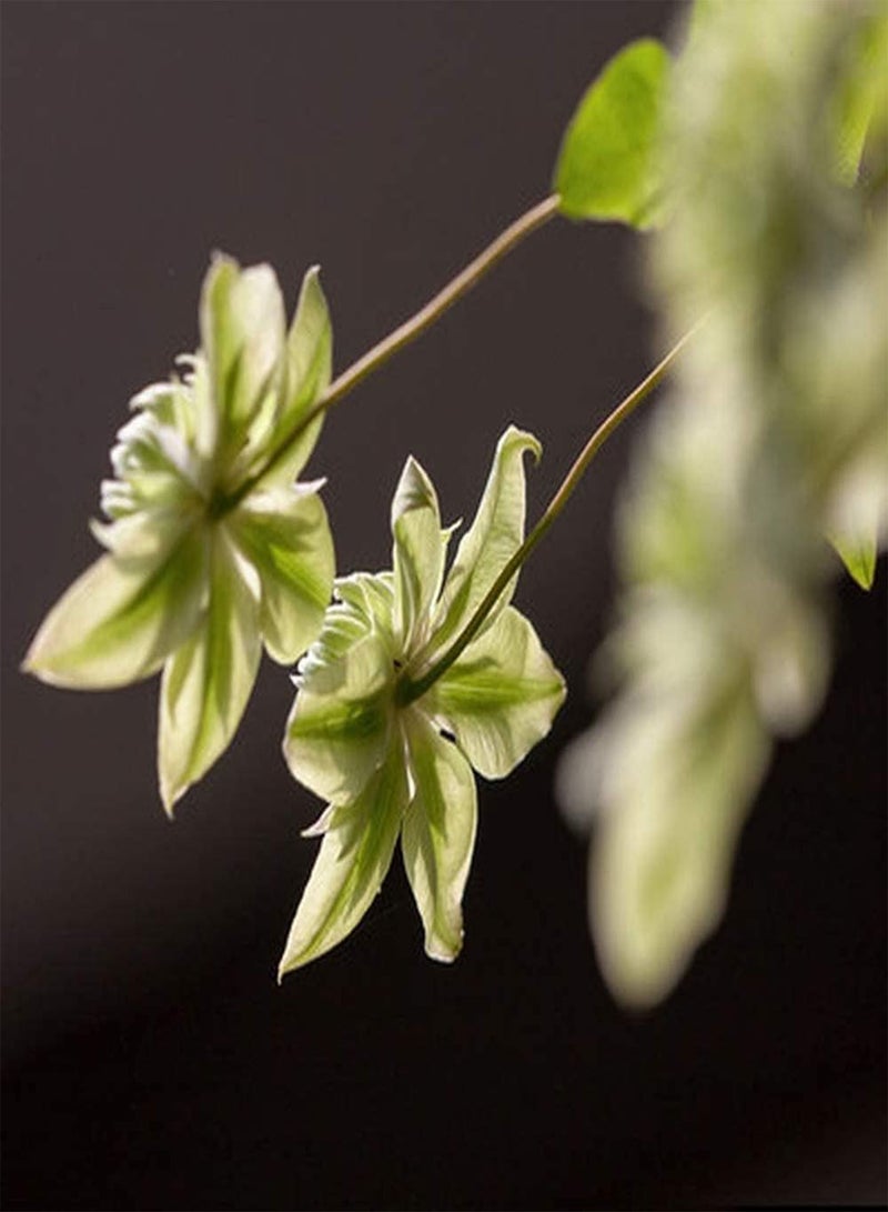 GGOOT 100pcs White Clematis Seeds Frame Unique Easy Care Do Not Need Too Much Care Planted At Home Have Fun Adding Their Own Style - Image 1
