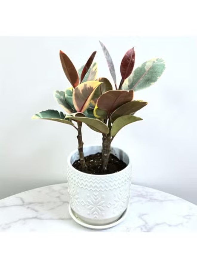 Spectrum 360 Ficus Elastica Rubber Plant in Decorative White Ceramic Pot 20 cm Live Indoor Plant for Home & Office Décor  Air Purifying Plant  Easy Care Low Maintenance Houseplant - Image 1