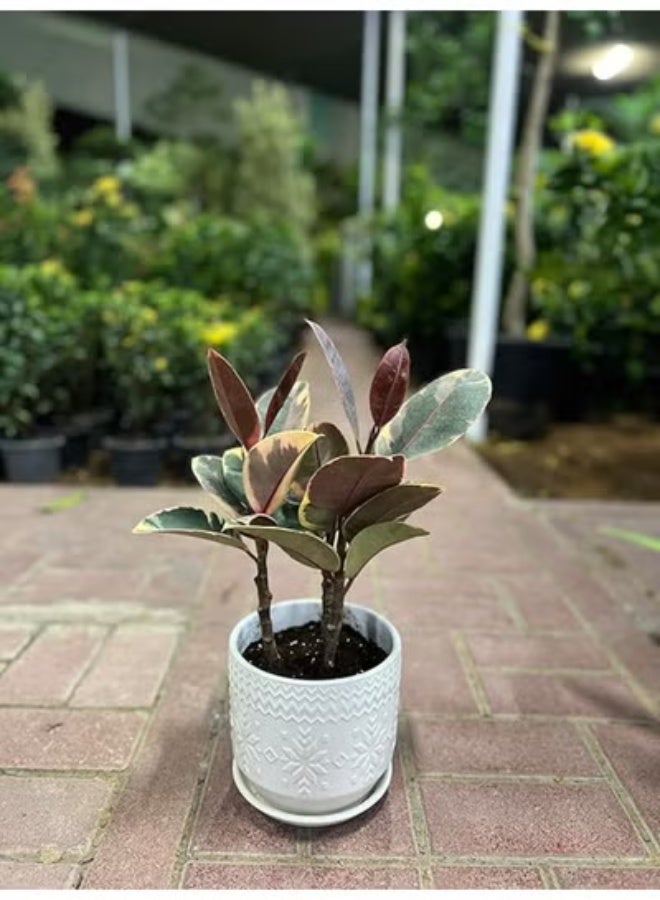 Spectrum 360 Ficus Elastica Rubber Plant in Decorative White Ceramic Pot 20 cm Live Indoor Plant for Home & Office Décor  Air Purifying Plant  Easy Care Low Maintenance Houseplant - Image 2