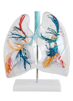 High precision custom human anatomy transparent lung segment anatomical model for medical teaching