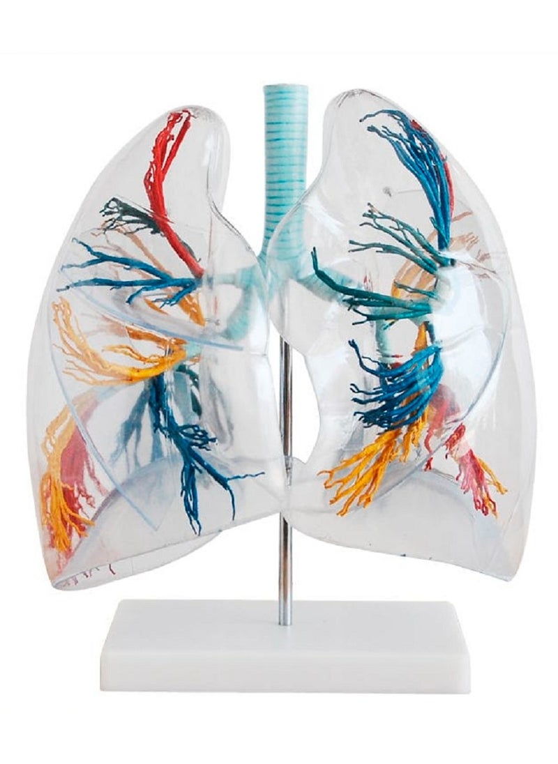 AKM - High precision custom human anatomy transparent lung segment anatomical model for medical teaching - Image 1