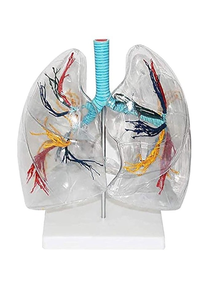 AKM - High precision custom human anatomy transparent lung segment anatomical model for medical teaching - Image 1