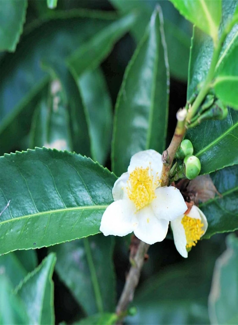 جي جوت 10 قطع/حقيبة بذور الكاميليا ذات التهوية الطبيعية عالية الإنبات بذور عطرية بذور منزلية - Image 4