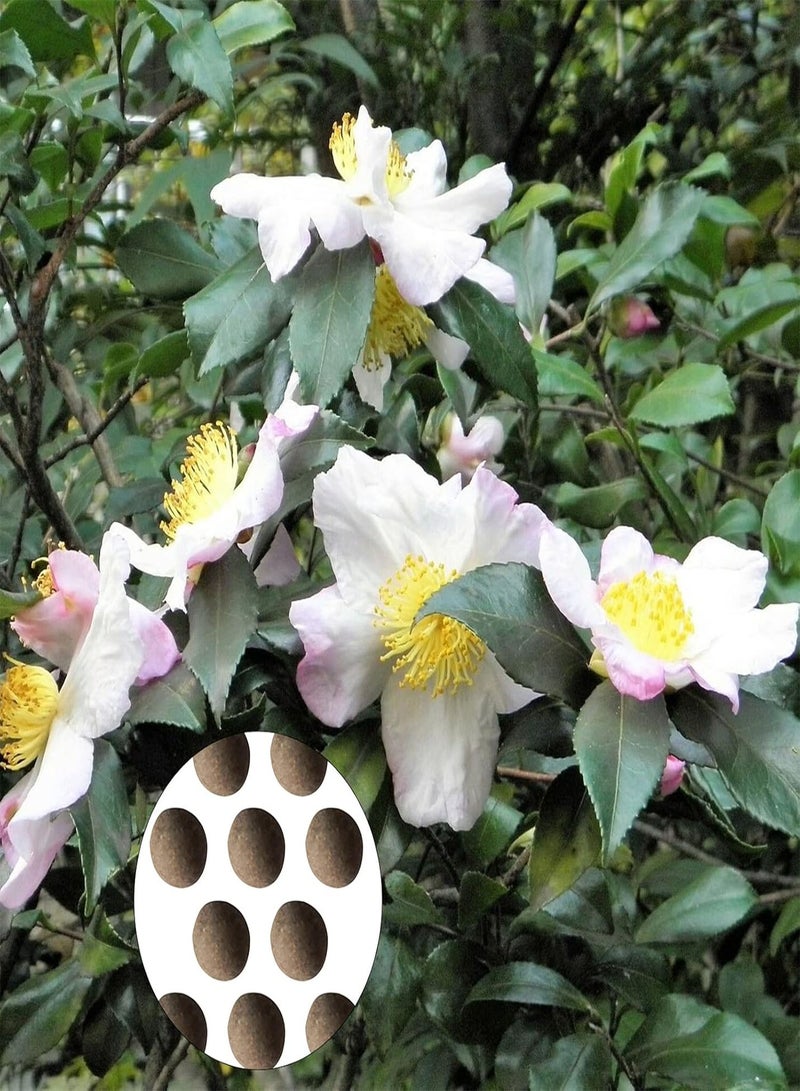 جي جوت 10 قطع/حقيبة بذور الكاميليا ذات التهوية الطبيعية عالية الإنبات بذور عطرية بذور منزلية - Image 1