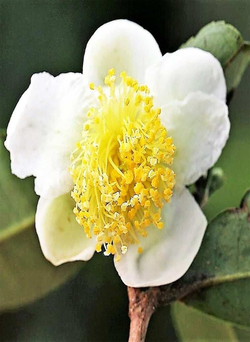 جي جوت 10 قطع/حقيبة بذور الكاميليا ذات التهوية الطبيعية عالية الإنبات بذور عطرية بذور منزلية - Image 3