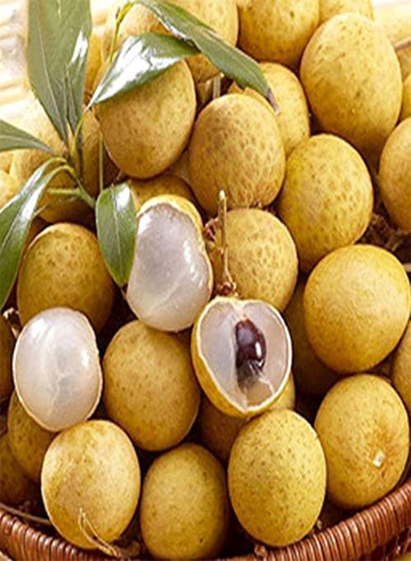 GGOOT Egrow 4pcs/Bag Longan Seeds Live DRAGON'S EYE Exotic LONGAN Dimocarpus Sweet Tropical FRUIT Tree Seeds - Image 1