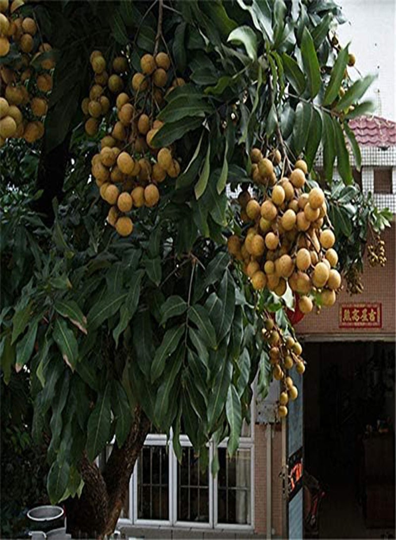 GGOOT Egrow 4pcs/Bag Longan Seeds Live DRAGON'S EYE Exotic LONGAN Dimocarpus Sweet Tropical FRUIT Tree Seeds - Image 3
