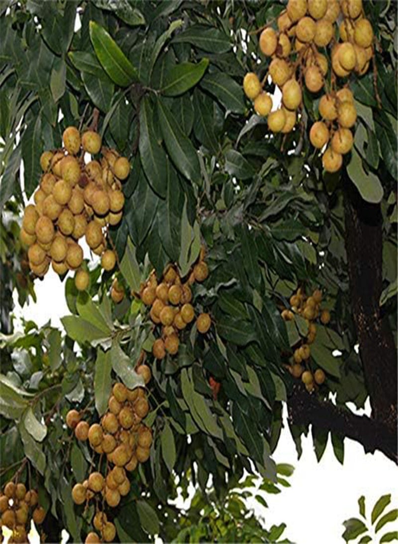 GGOOT Egrow 4pcs/Bag Longan Seeds Live DRAGON'S EYE Exotic LONGAN Dimocarpus Sweet Tropical FRUIT Tree Seeds - Image 2
