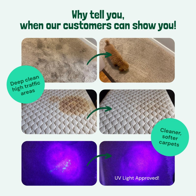 Sunny & Honey Carpet Shampoo & Cleaning Solution - 32 Fl Oz Spring Mint Scent - Pet Carpet Cleaner Machine Solution - Rug & Upholstery Cleaner - Stain Remover & Odor Deodorizer - Image 2