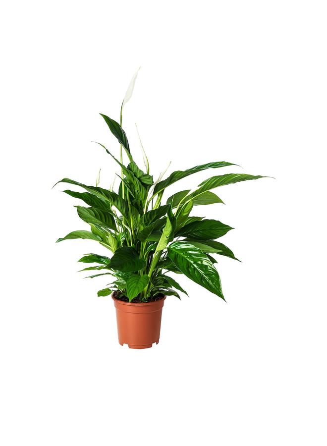 erorex Potted plant, Peace lily, 17 cm - Image 1