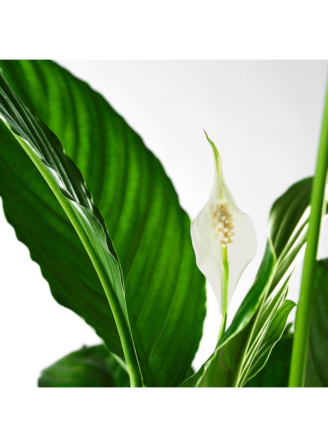 erorex Potted plant, Peace lily, 17 cm - Image 4