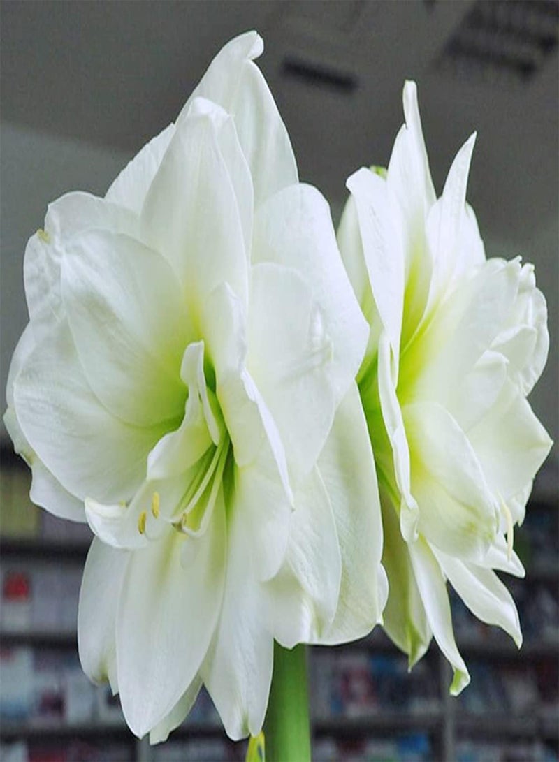 جي جوت بذور أمارلس بيضاء ساحرة من قطعتين، رائحتها نفاذة ومناسبة لزراعة نبات الهيبيستروم في الدفيئة - Image 2