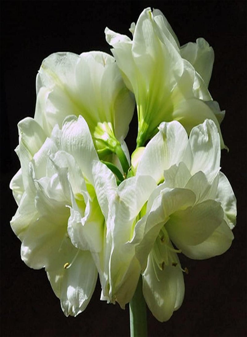 جي جوت بذور أمارلس بيضاء ساحرة من قطعتين، رائحتها نفاذة ومناسبة لزراعة نبات الهيبيستروم في الدفيئة - Image 1