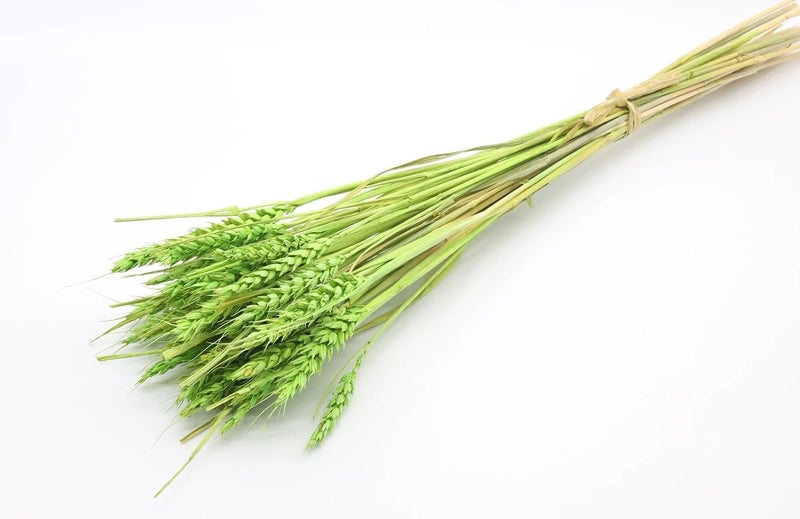 JOYNAGAR Natural Dried Wheat Stalks for Decor Set of 100 EcoFriendly Wheat Stalks for Home Decoration Crafts and More Green