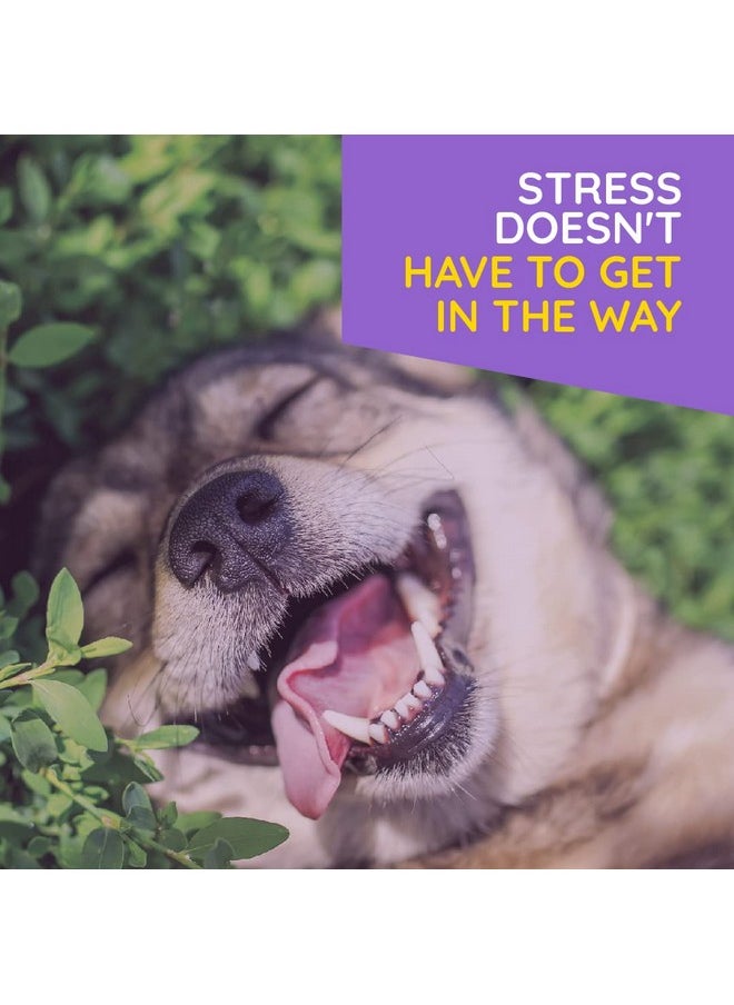 MediNatura - TRelief Pet Calming For Dog & Cat Natural Comfort Remedy For Nervousness & Stress With Chamomile + 9 Soothing Actives Relaxing Herbal Relief  90 Tablets - Image 1