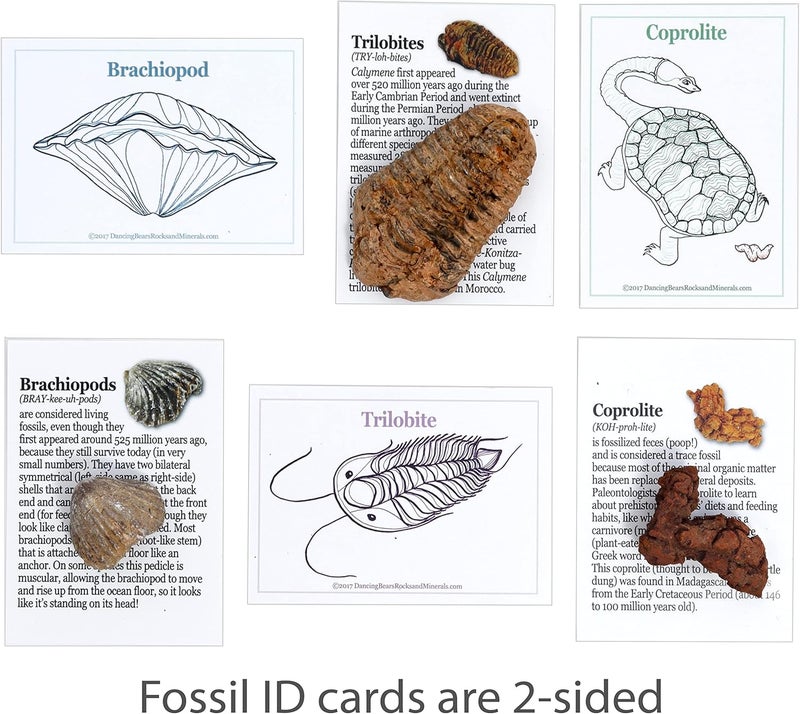 Dancing Bear Fossil Collection Kit (12 pc Set) Real Shark Teeth, Dinosaur Bone, Coprolite (Poop!), Fossil ID Book, STEM Science Set - Image 5