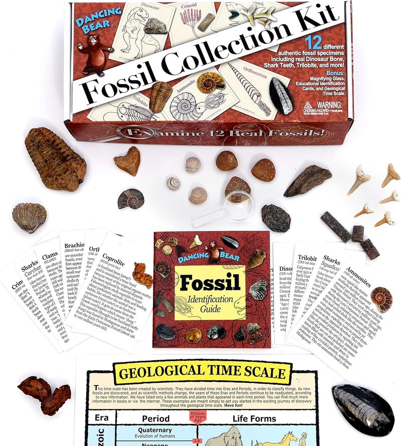 Dancing Bear Fossil Collection Kit (12 pc Set) Real Shark Teeth, Dinosaur Bone, Coprolite (Poop!), Fossil ID Book, STEM Science Set - Image 2