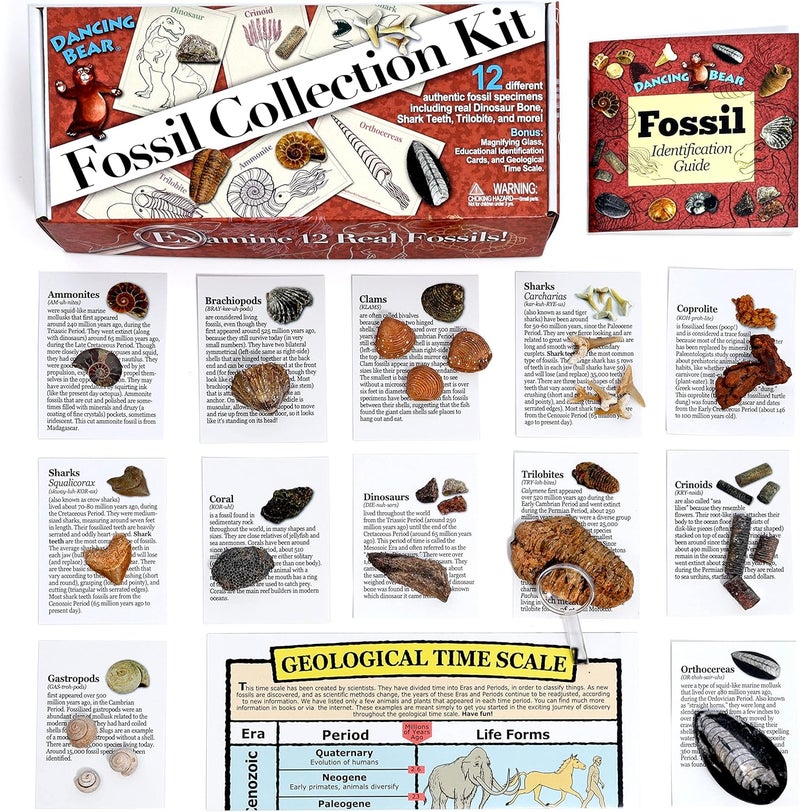 Dancing Bear Fossil Collection Kit (12 pc Set) Real Shark Teeth, Dinosaur Bone, Coprolite (Poop!), Fossil ID Book, STEM Science Set - Image 3