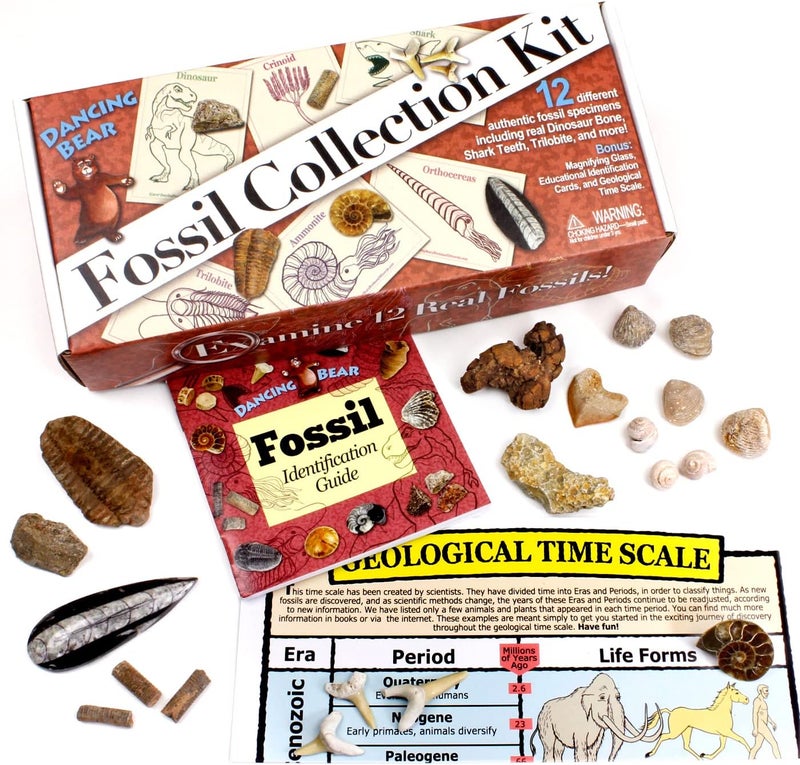 Dancing Bear Fossil Collection Kit (12 pc Set) Real Shark Teeth, Dinosaur Bone, Coprolite (Poop!), Fossil ID Book, STEM Science Set - Image 4