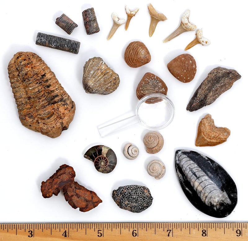 Dancing Bear Fossil Collection Kit (12 pc Set) Real Shark Teeth, Dinosaur Bone, Coprolite (Poop!), Fossil ID Book, STEM Science Set - Image 1
