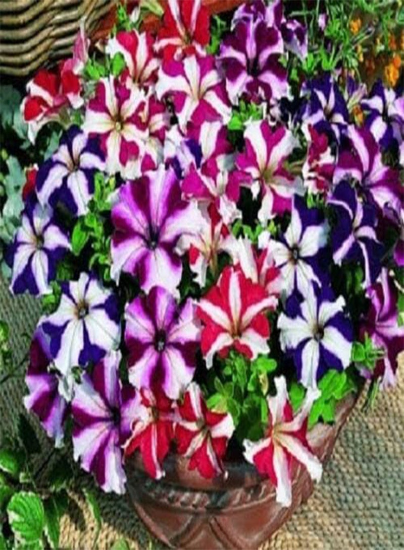 GGOOT 10 Standard seeds of  Compacta Nana Stars Mix Annual