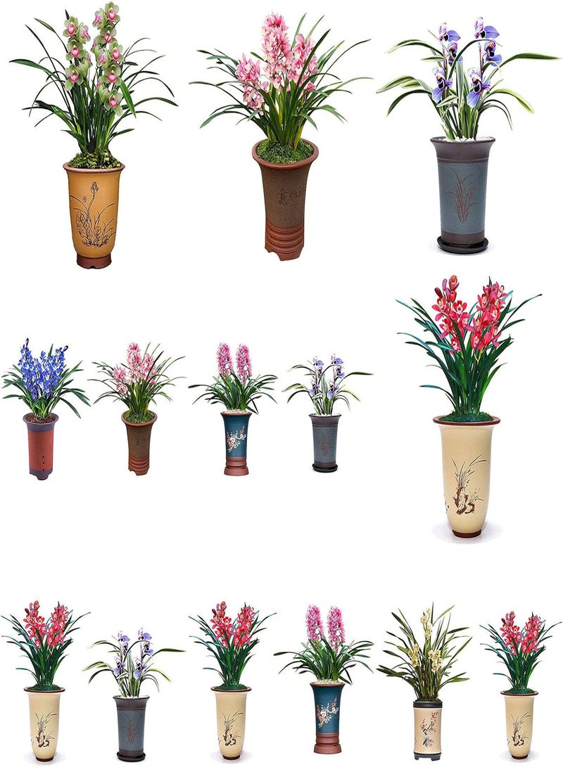 GGOOT Plant Seed 200Pcs/Bag Orchid Seeds Blooming Air Purifying Elegant Foyers Living Room Flower Seeds for Garden - 3 - Image 3