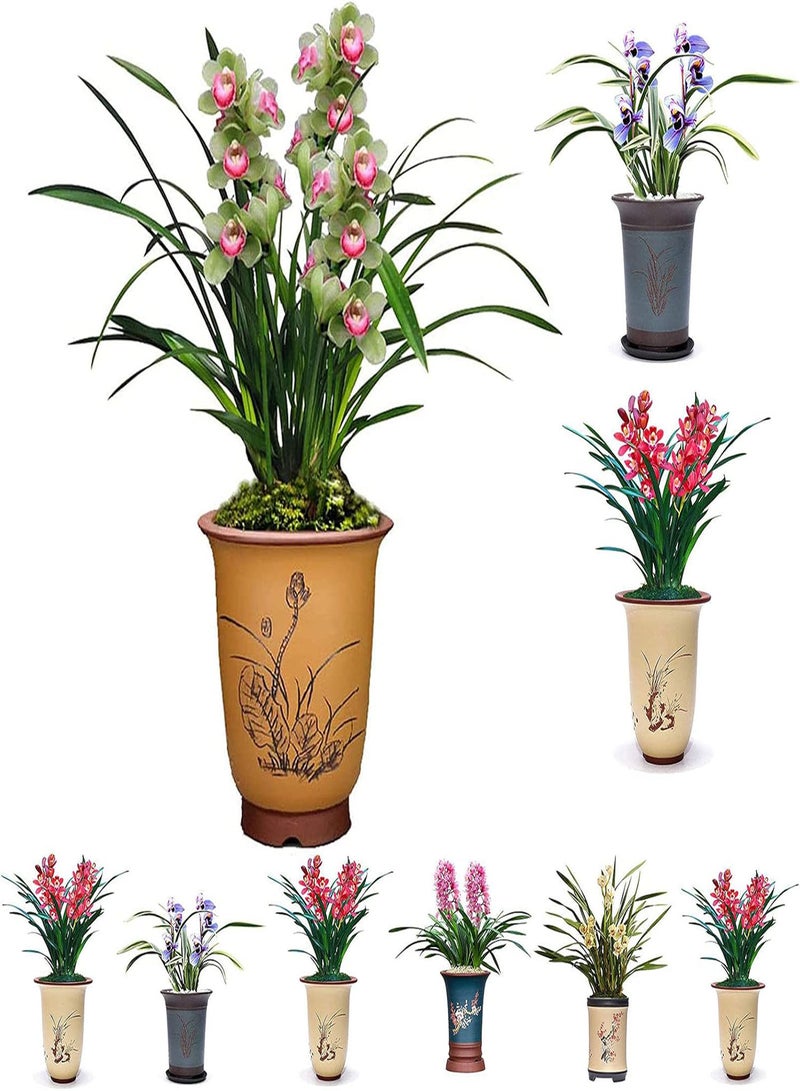 GGOOT Plant Seed 200Pcs/Bag Orchid Seeds Blooming Air Purifying Elegant Foyers Living Room Flower Seeds for Garden - 3 - Image 2