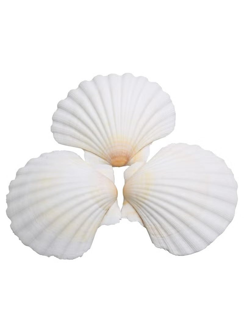 Generic 15 pcs Natural Scallop Shells 2-3 inch White Sea Shells from Sea Beach for DIY Craft Home - Image 1
