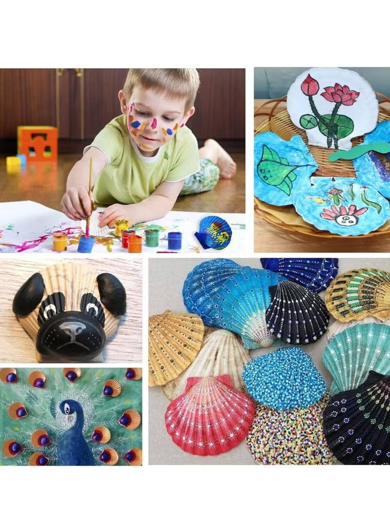 15 قطعة من أصداف البحر الطبيعية البيضاء مقاس 2-3 بوصات من Sea Beach للاستخدام المنزلي الحرفي - Image 3